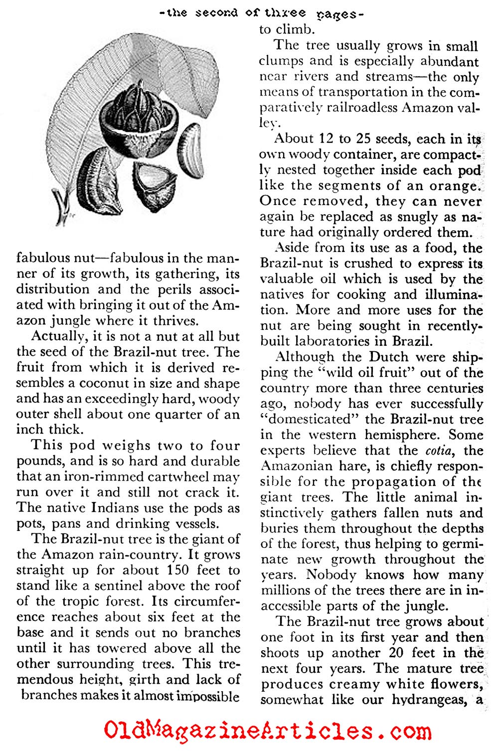 The Fabulous Brazil Nuts (Coronet Magazine, 1956)