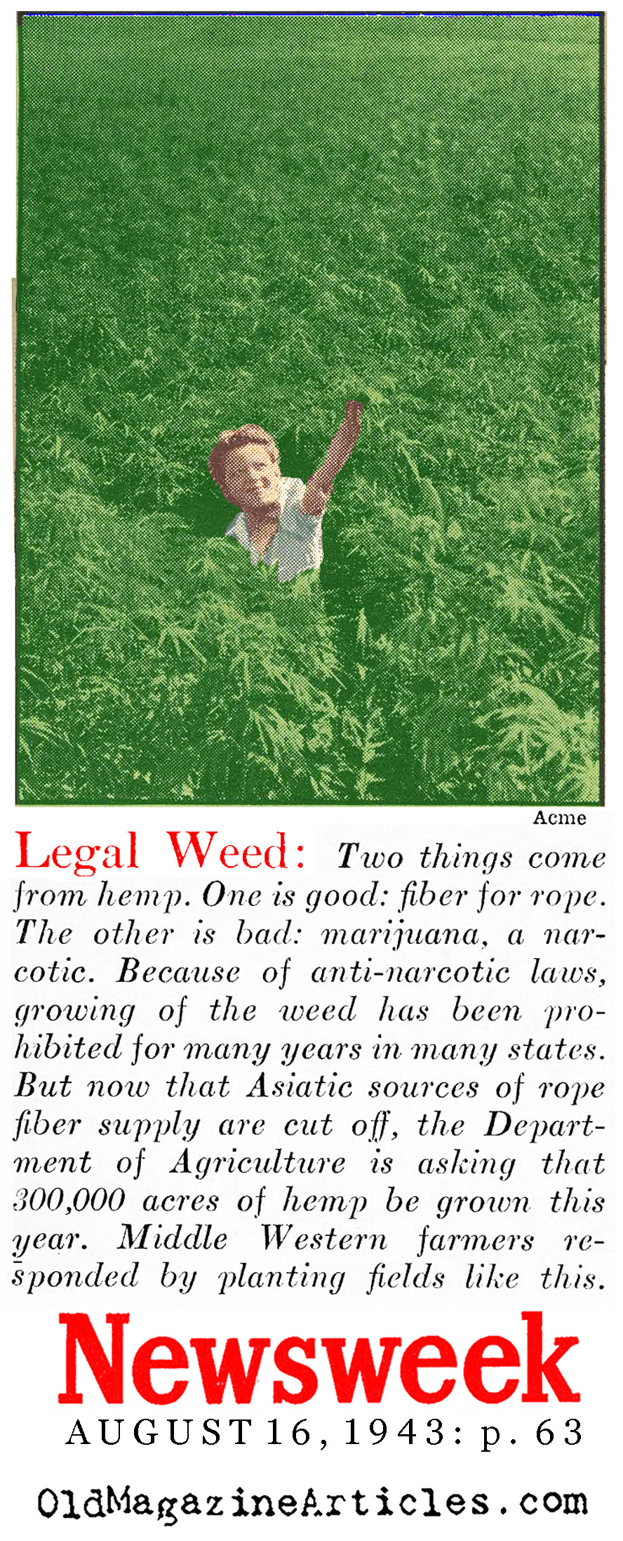 American Weed Goes to War (Newsweek Magazine, 1943)