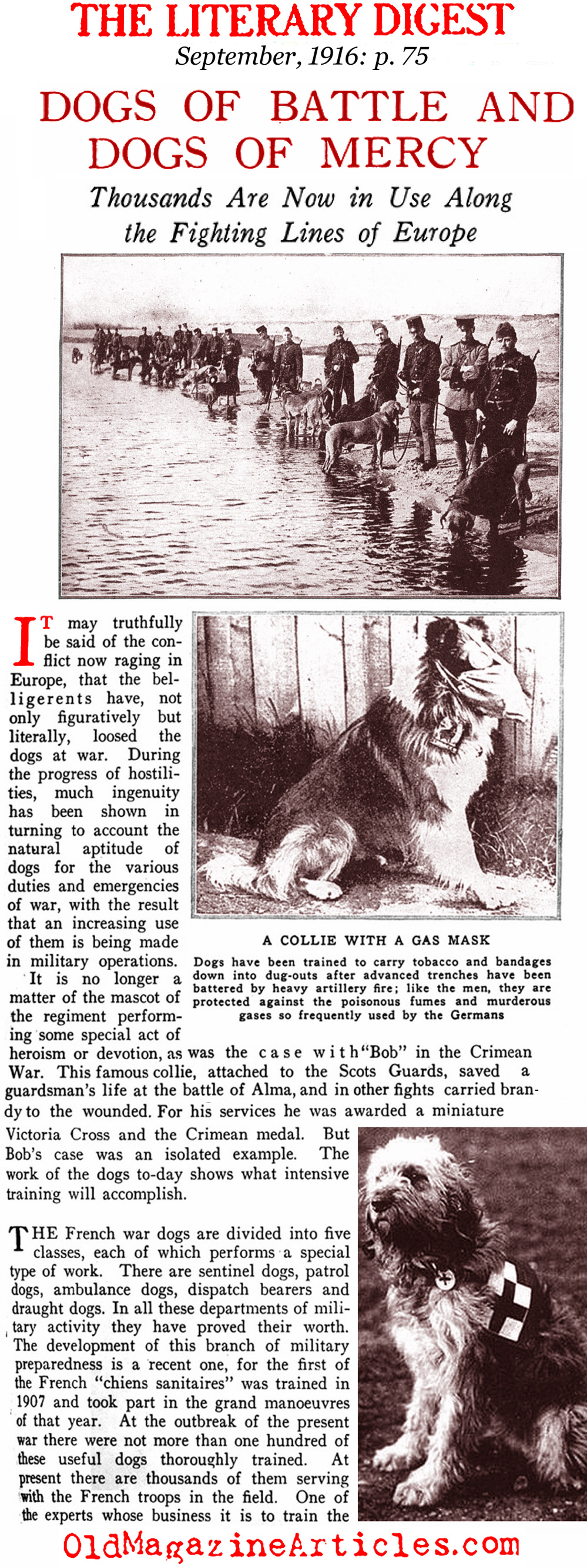 The Red Cross Dogs <BR> (Literary Digest, 1917)