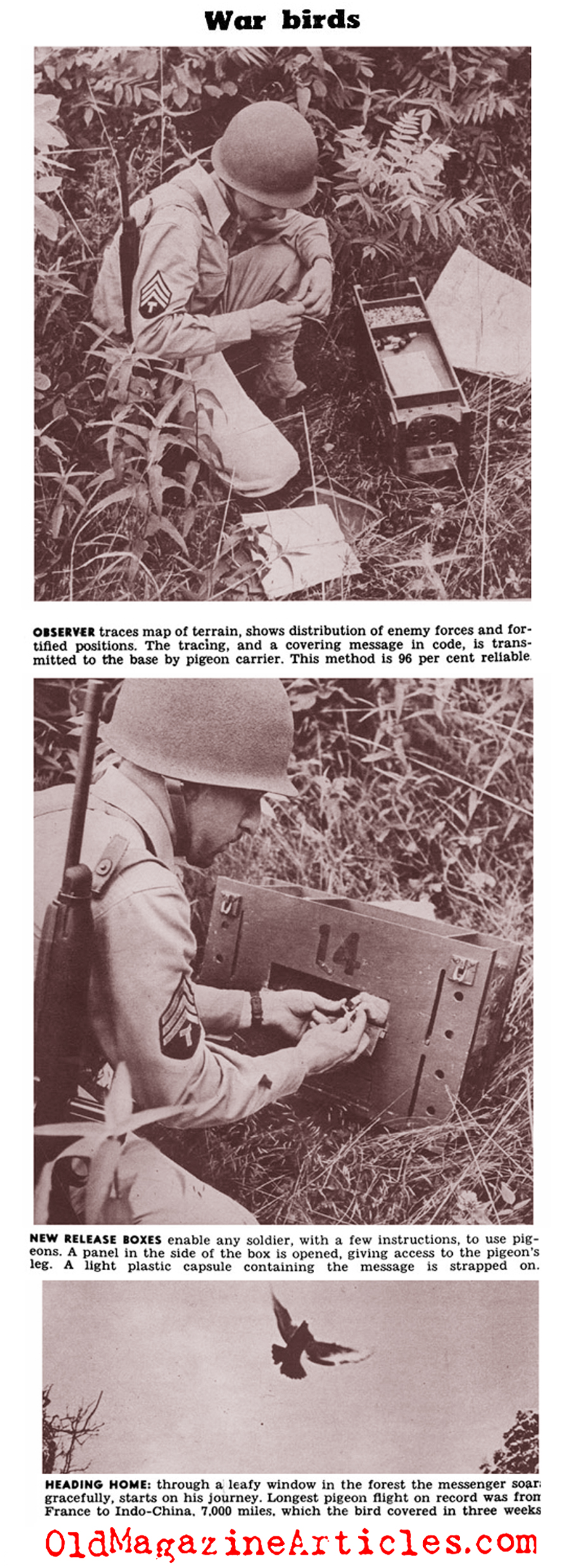 U.S. Army Carrier Pigeons of World War II (Click Magazine, 1943)