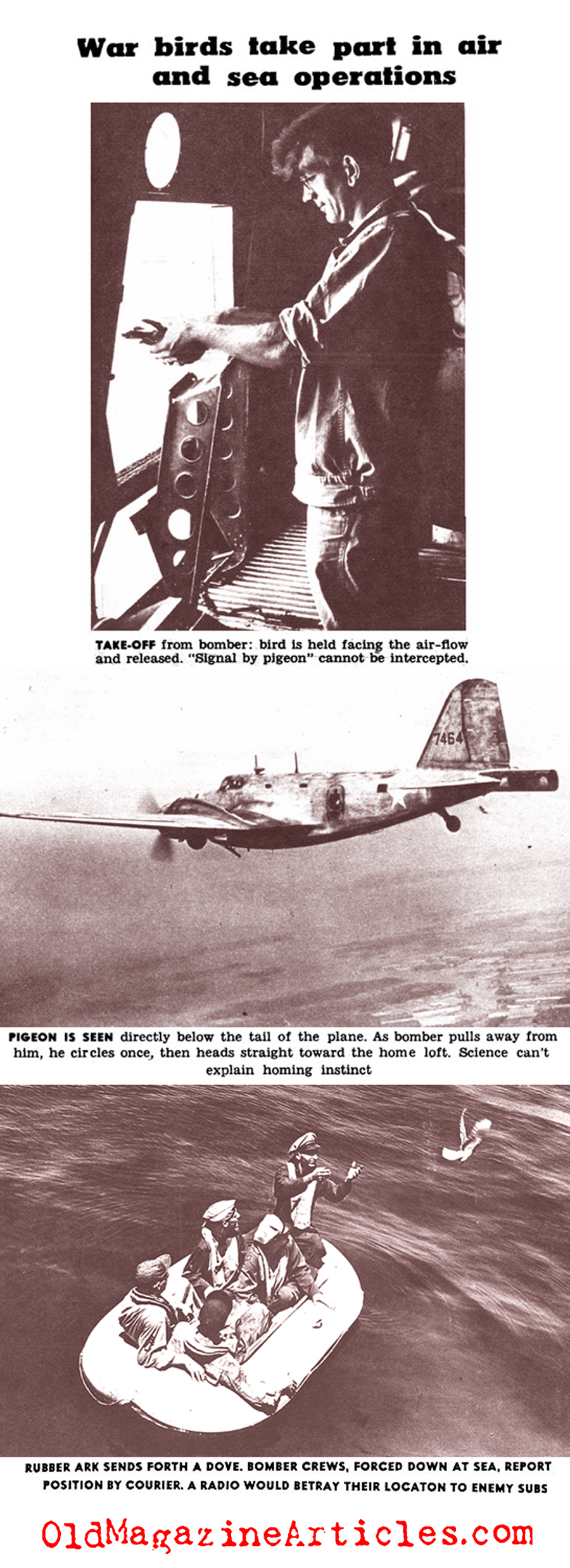 U.S. Army Carrier Pigeons of World War II (Click Magazine, 1943)