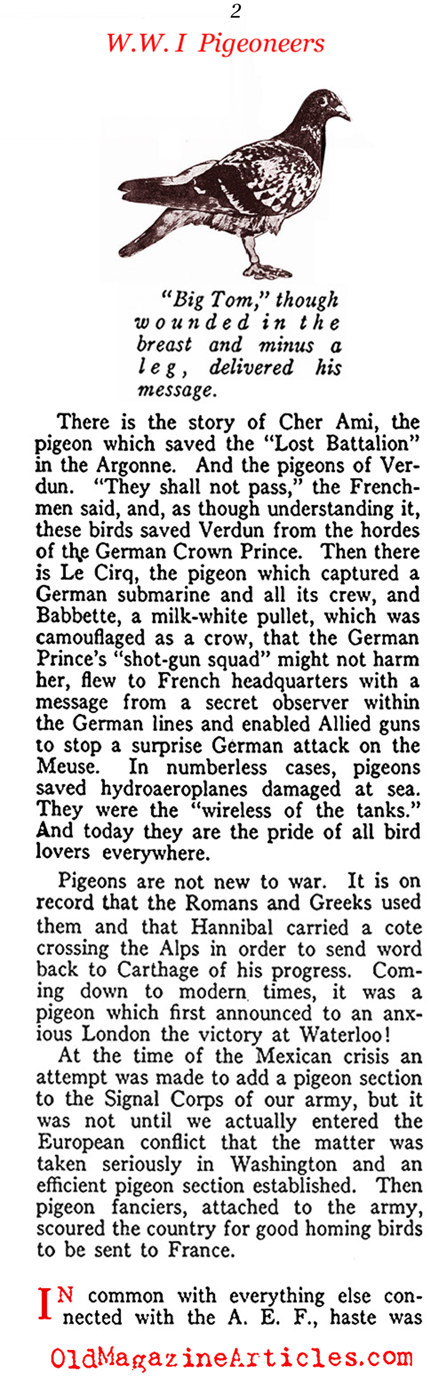 Carrier Pigeons of the US Army Signal Corps  (American Legion Weekly, 1919)
